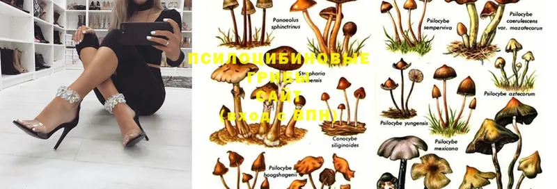 Галлюциногенные грибы Psilocybine cubensis  Каргат 