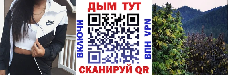 купить наркотики цена  kraken вход  Шишки марихуана SATIVA & INDICA  Каргат 